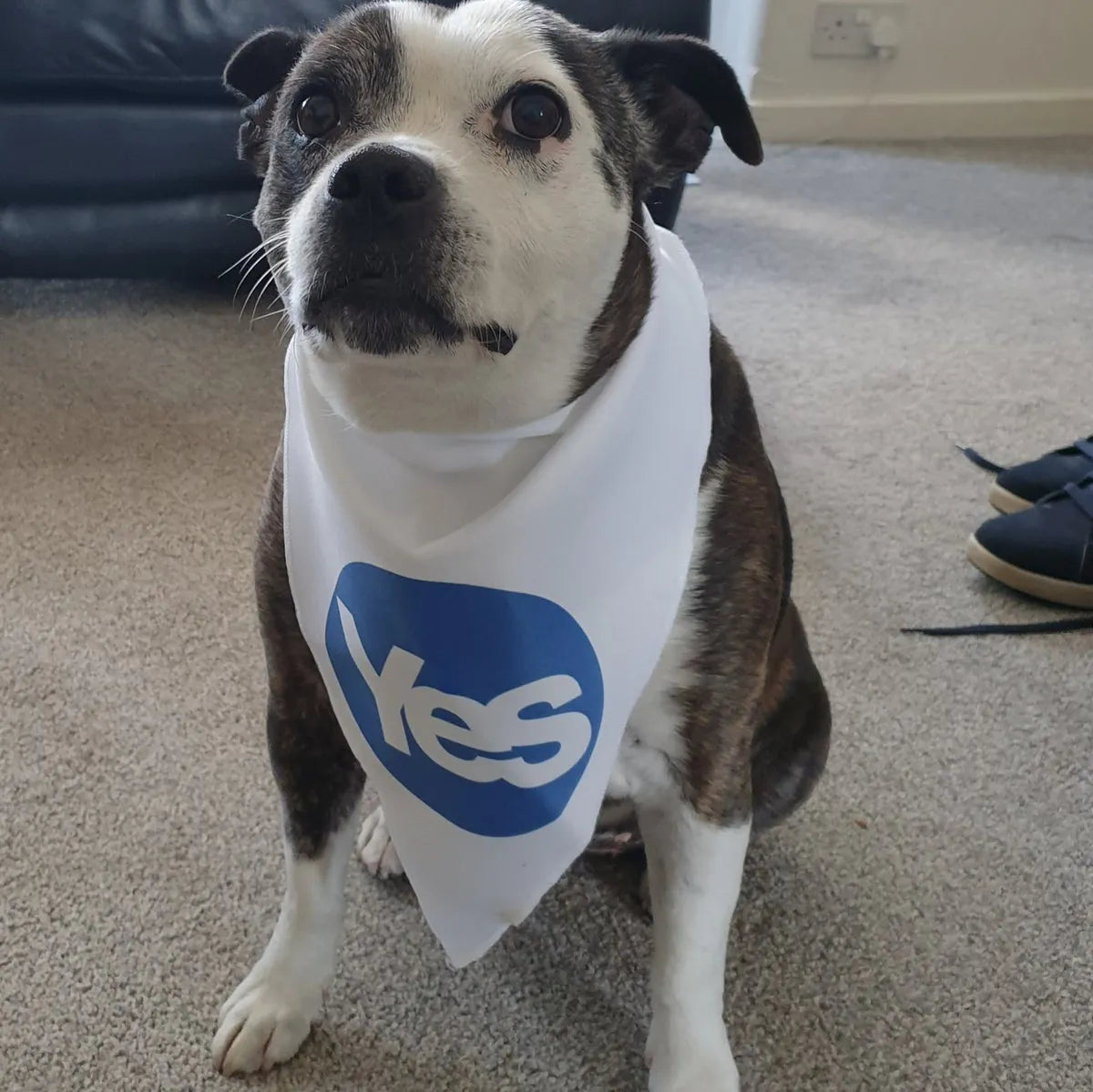 Eu flag shop dog bandana