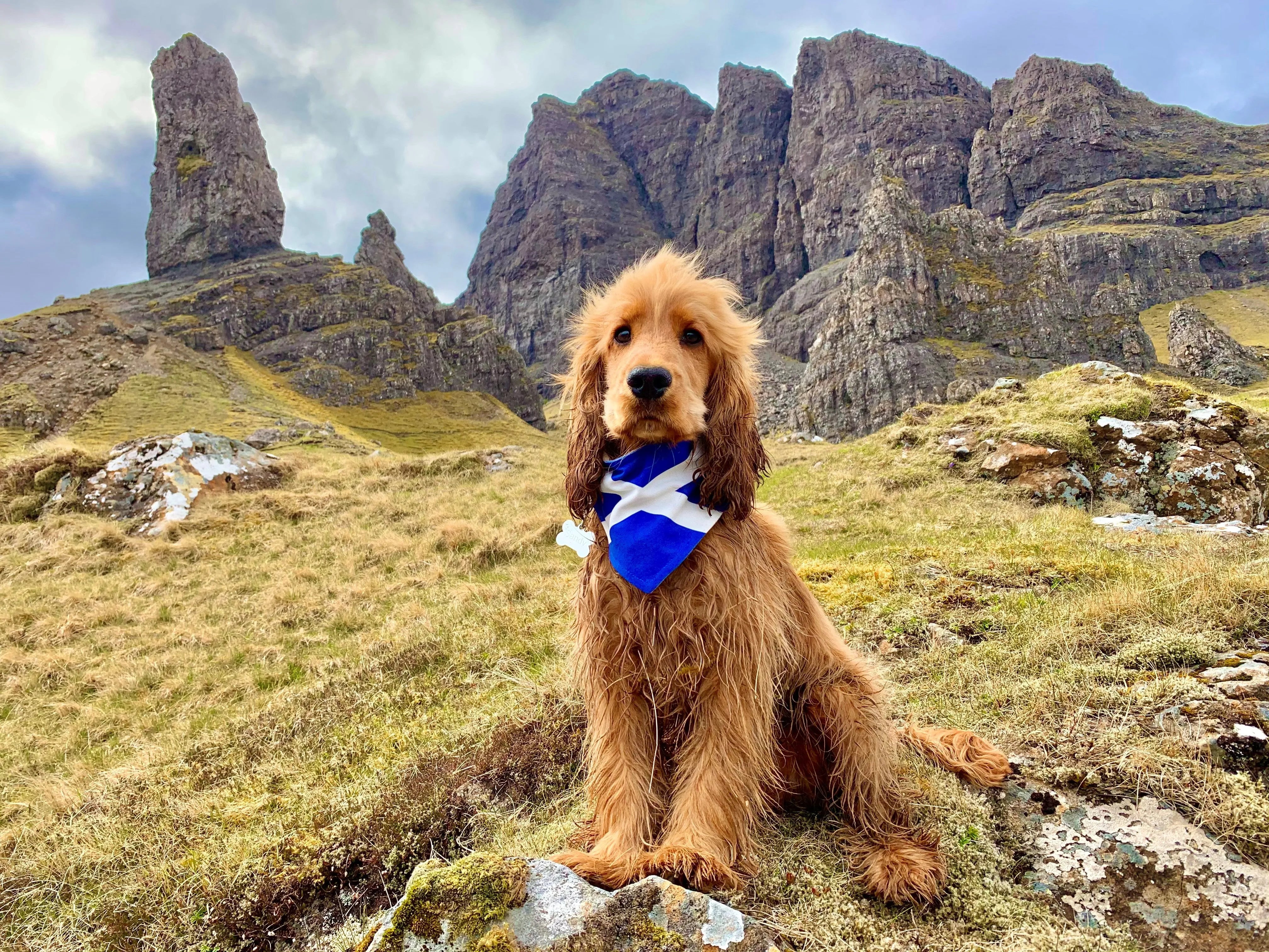 Snp dog clearance bandana